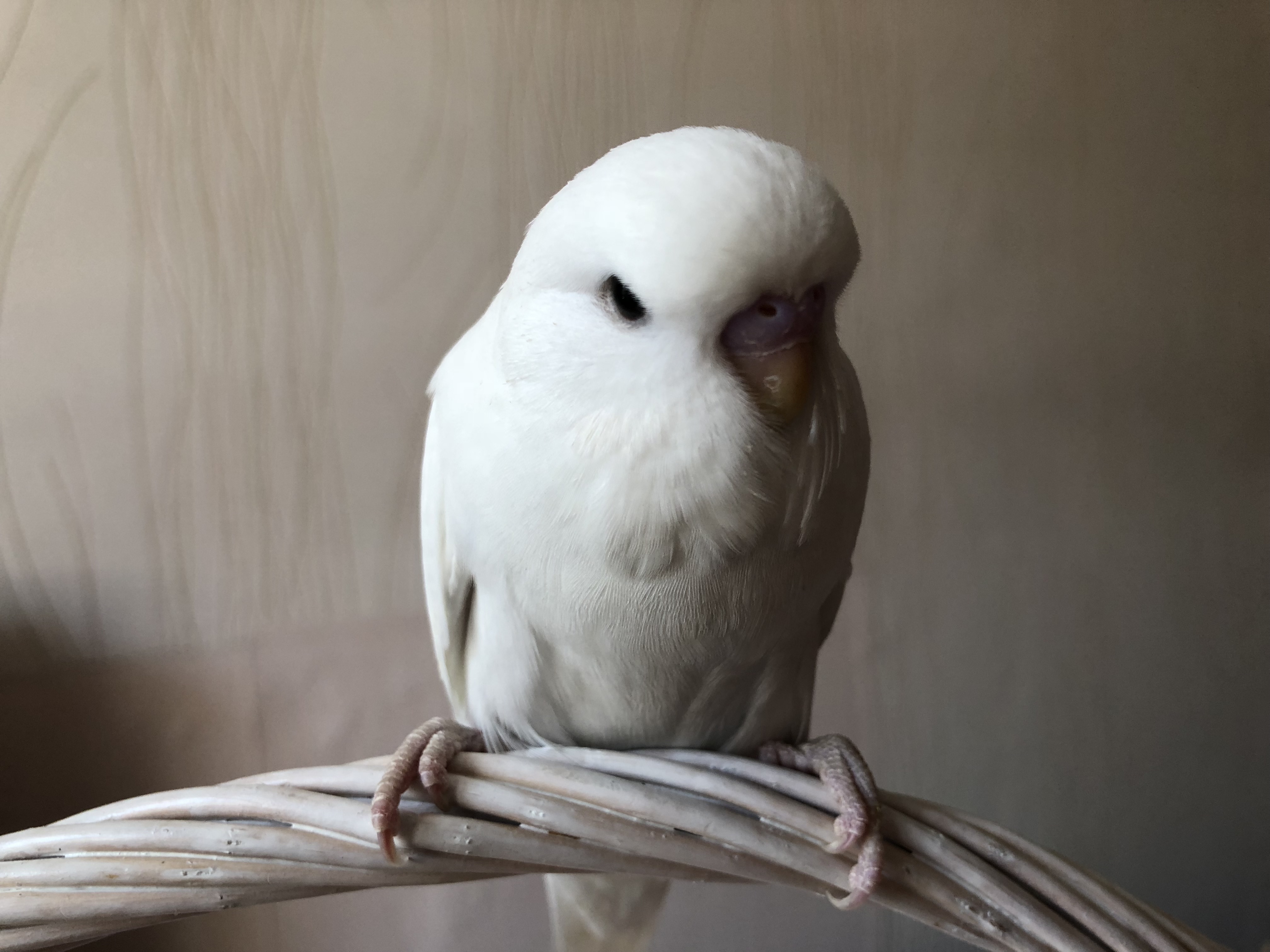 Блондин